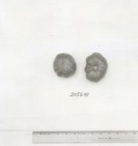 Click for 1 image(s) for this accession. FRUIT